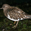 Black Turnstone
